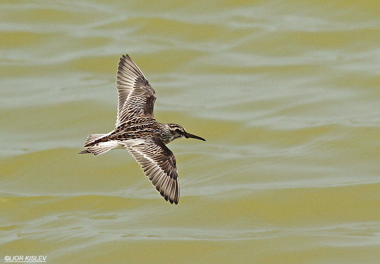 Broad-billed Sandpiper Limicola falcinellus,  Maagan Michael Israel,05-09-13 Lior Kislev